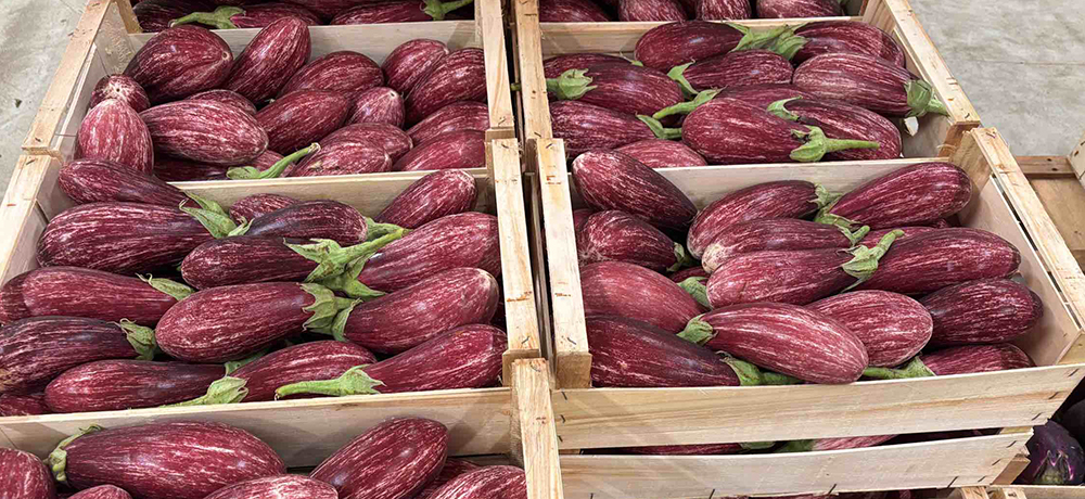 Melanzane Striate - Italia - 1,60/1,70 euro al chilogrammo